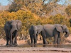 stockvault-kruger-park-elephants133552