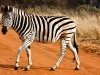 stockvault-strutting-zebra133576