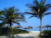 Palm_trees_in_Varadero