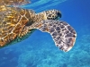 sea-turtle-547163_960_720